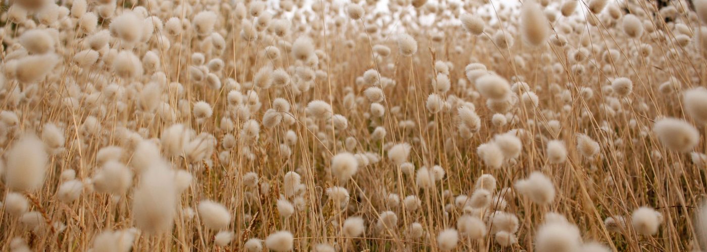 A field of long dry grass with cotton-type seed pods blowing in the wind