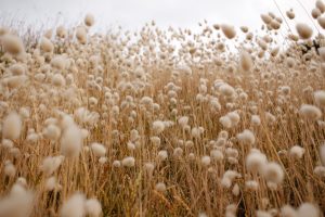 A field of long dry grass with cotton-type seed pods blowing in the wind