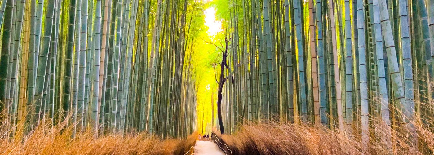 A walkway through a bamboo forest in Arashiyama in Japan. Strong contrast between the bright green leaves at the top of the forest, the blue/purple of the bamboo stalks and the yellow/brown tall grass along a walkway that stretches into the distance