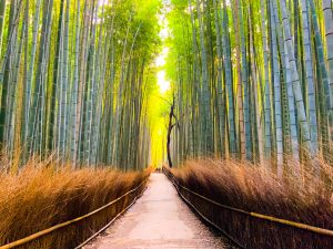 A walkway through a bamboo forest in Arashiyama in Japan. Strong contrast between the bright green leaves at the top of the forest, the blue/purple of the bamboo stalks and the yellow/brown tall grass along a walkway that stretches into the distance