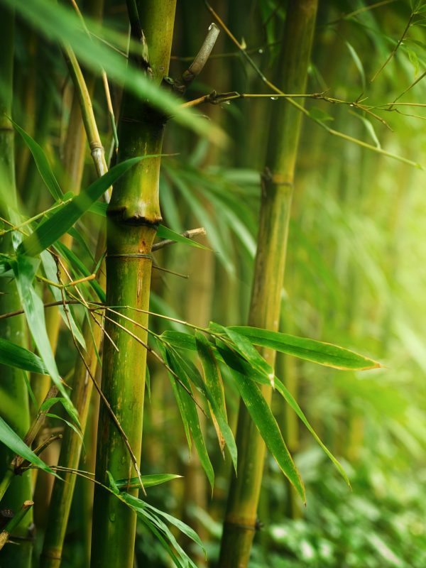 Mechanical Properties of Bamboo Fibres Application Note